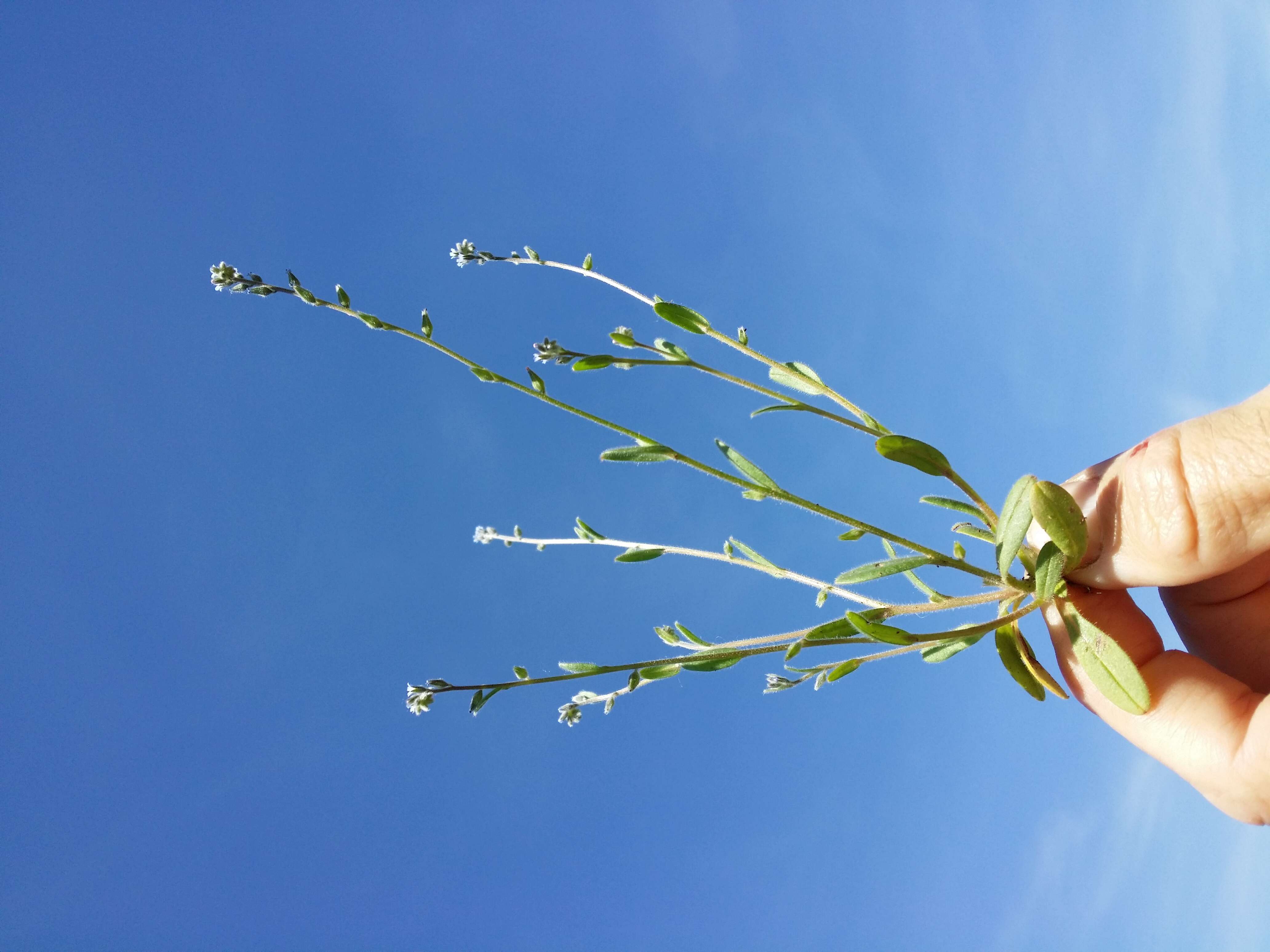 Image of strict forget-me-not