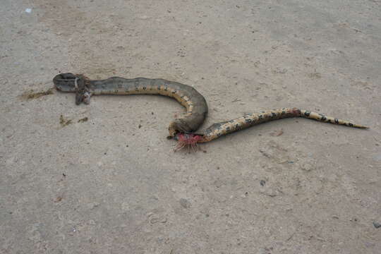 Image of Central American Boa