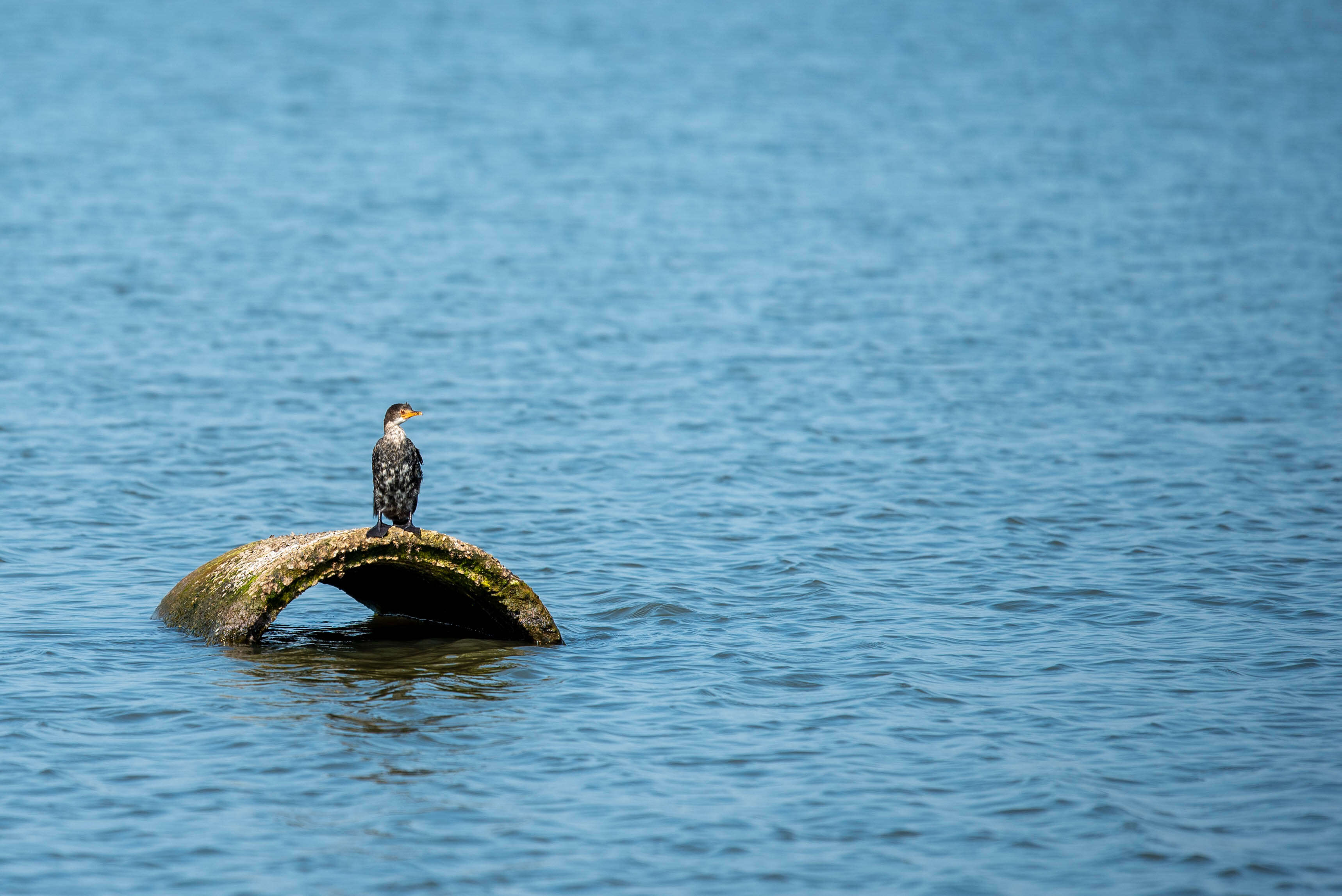 Image of Long-tailed Cormorant