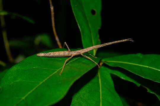 Image de Phasmatodea