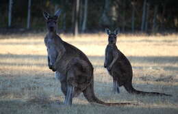 Macropus fuliginosus (Desmarest 1817) resmi