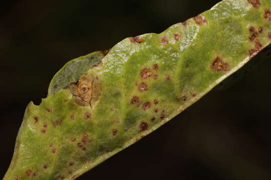 Image of Uromyces beticola (Bellynck) Boerema, Loer. & Hamers 1987