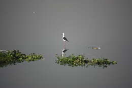 Image of Black-winged Stilt