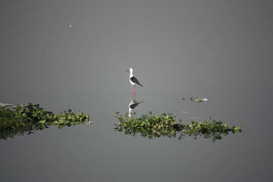 Image of Black-winged Stilt