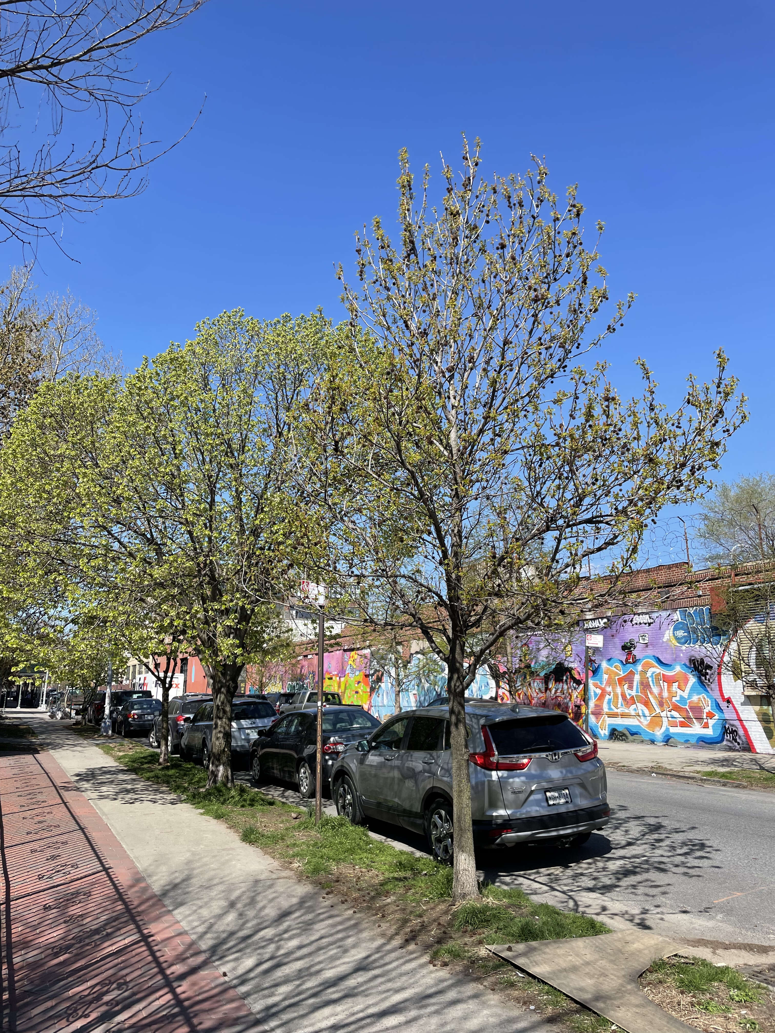 Image of American Sweetgum