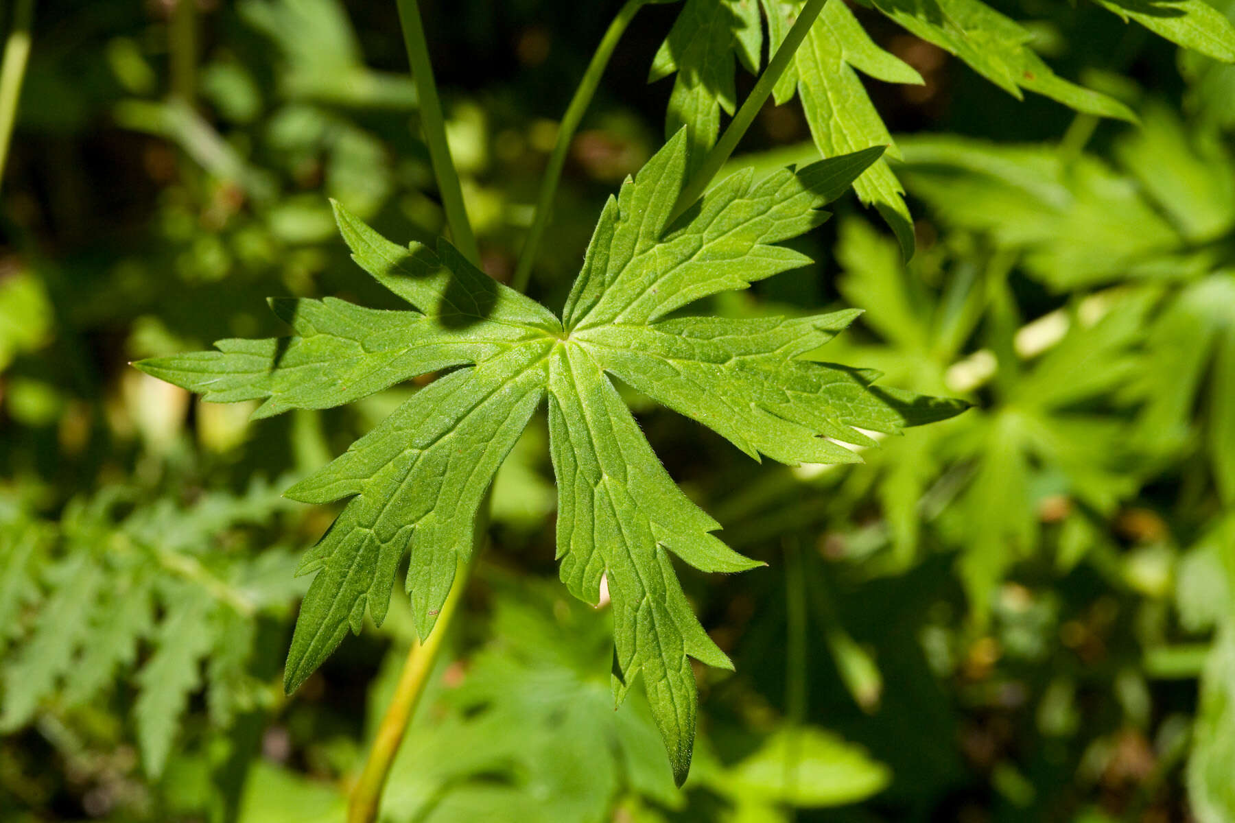 Image of Richardson's geranium