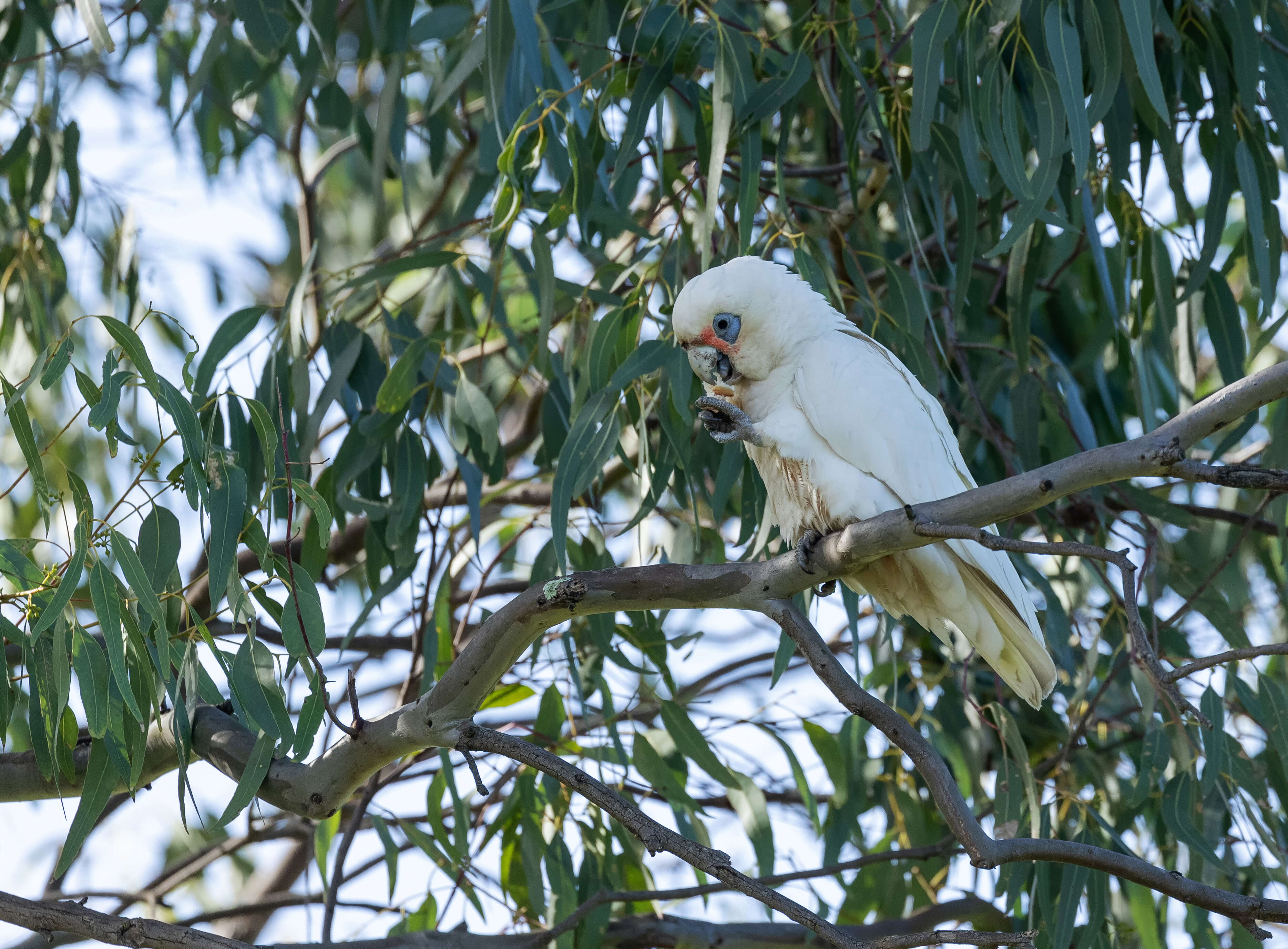 Image of Little Corella