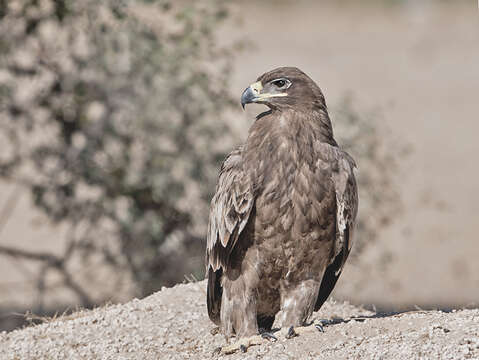 Image of Steppe Eagle