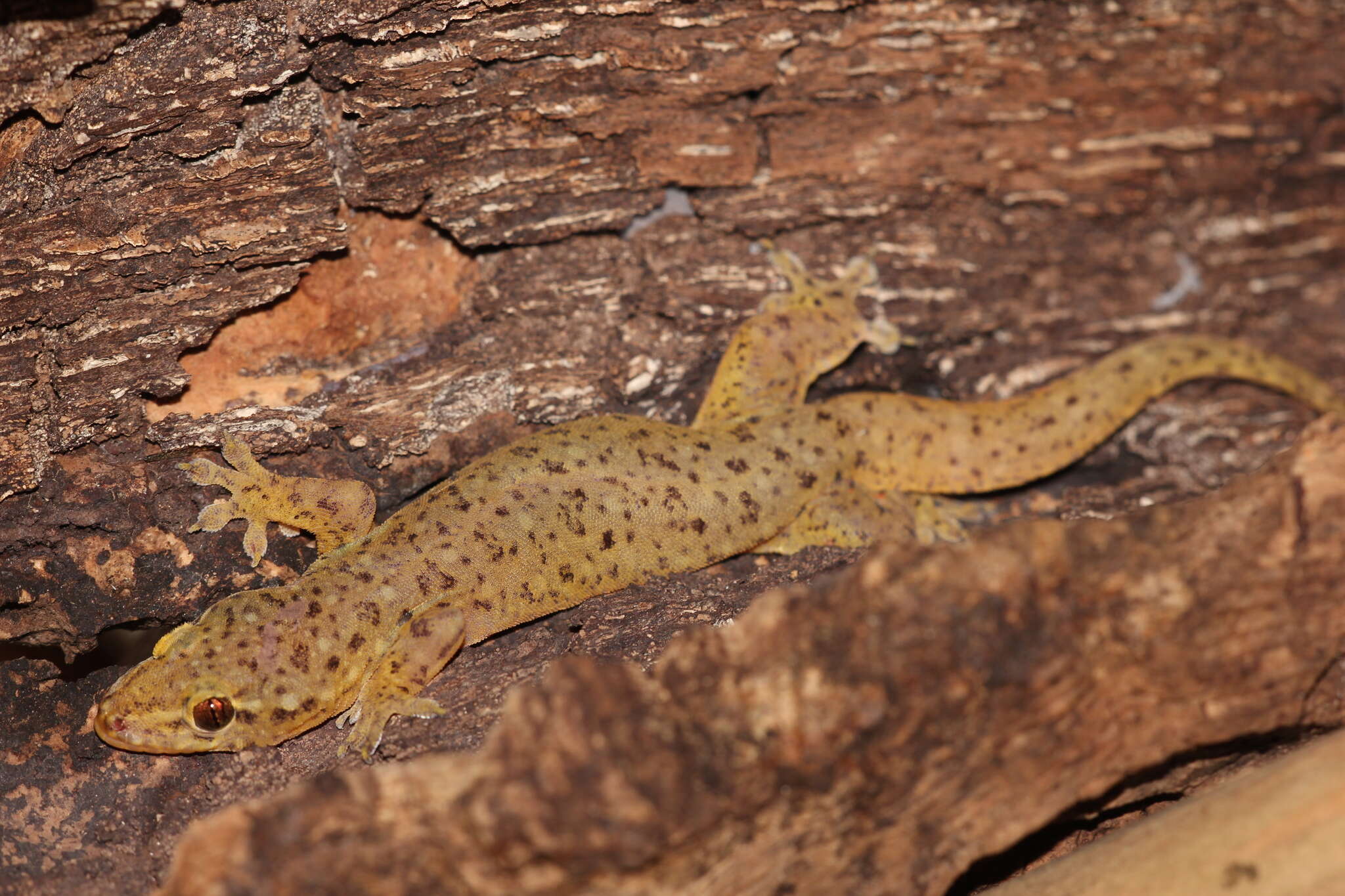 Image of Common Four-clawed Gecko