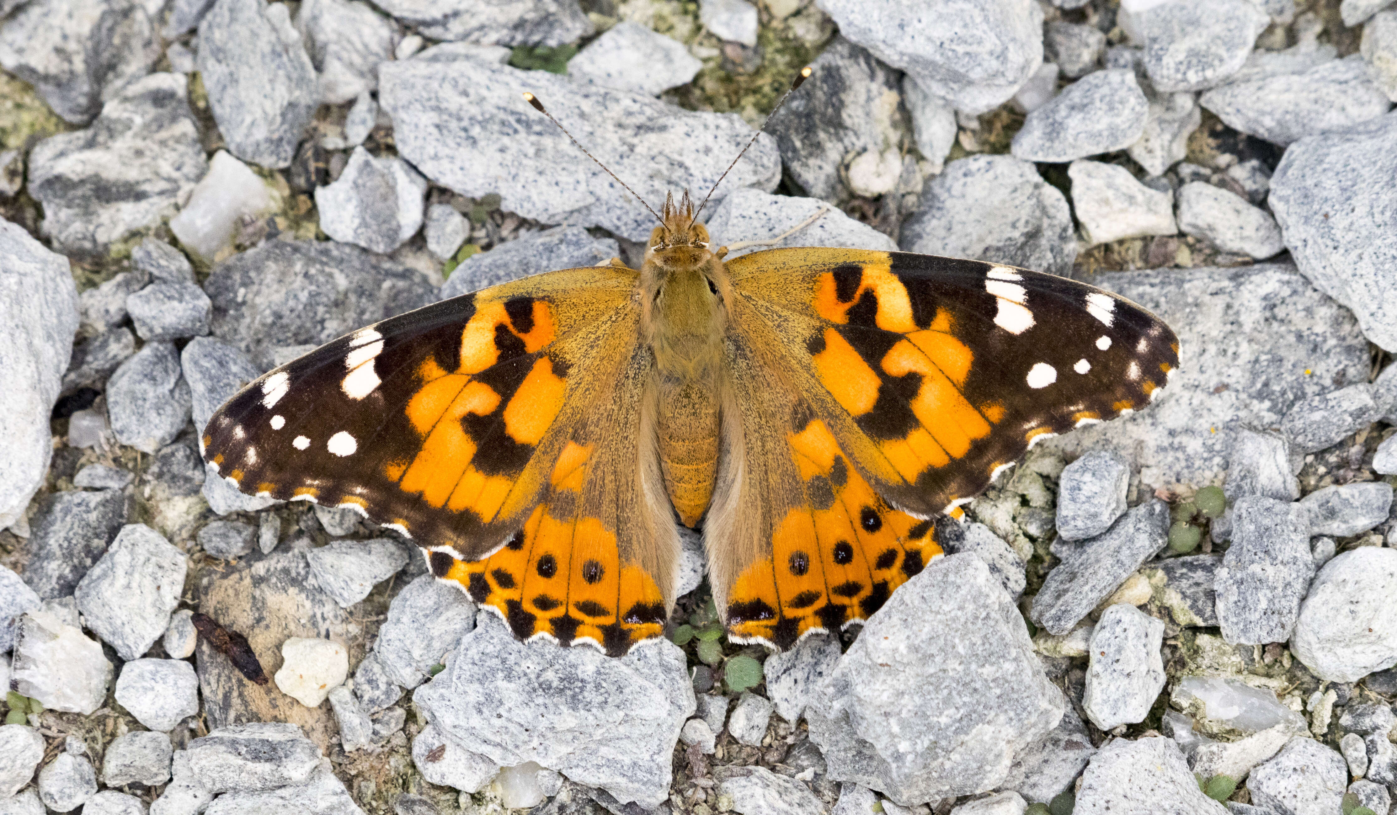 Plancia ëd Vanessa cardui