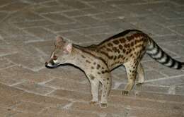 Image of Blotched Genet