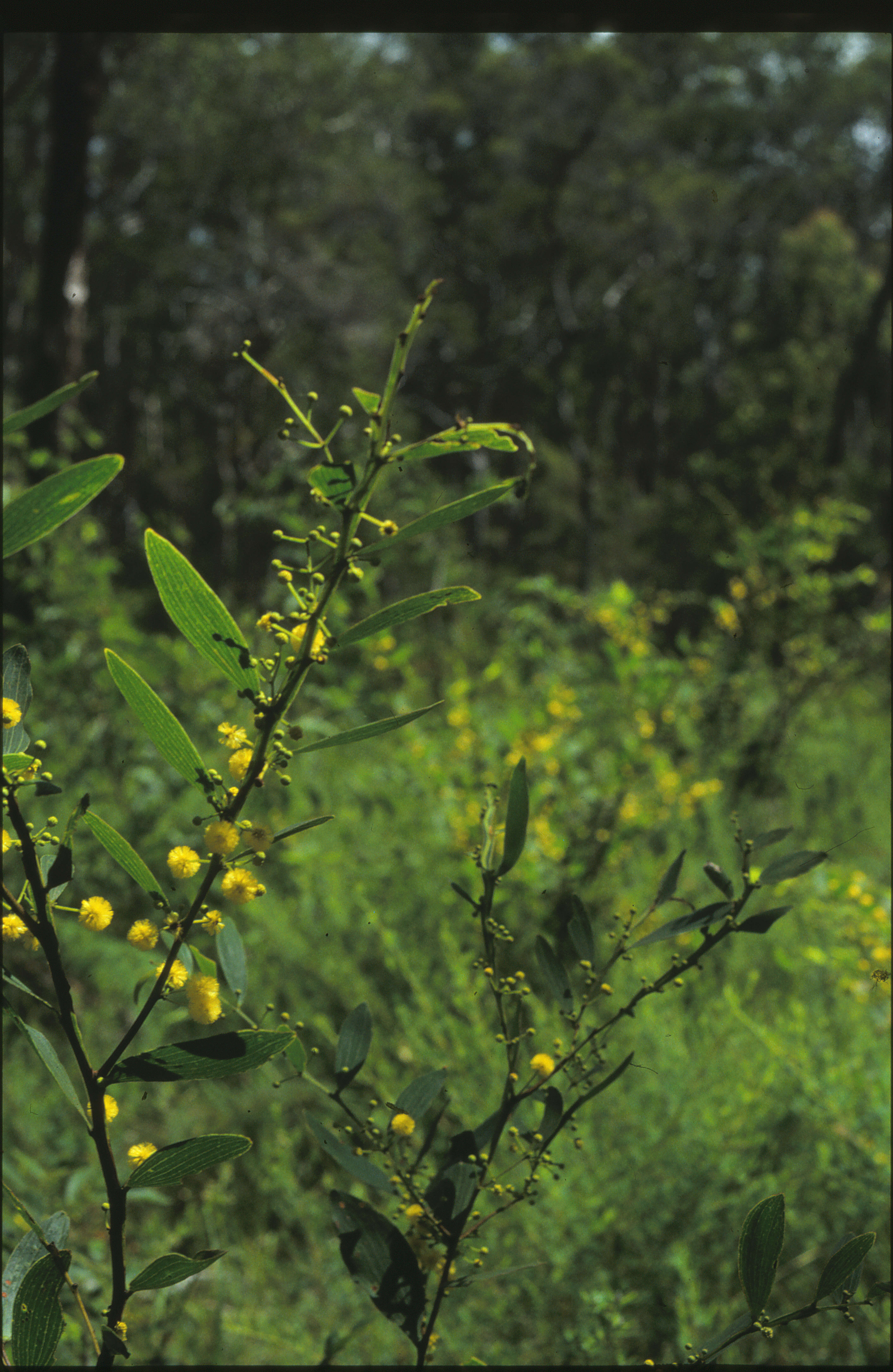 Image of Acacia complanata A. Cunn. ex Benth.