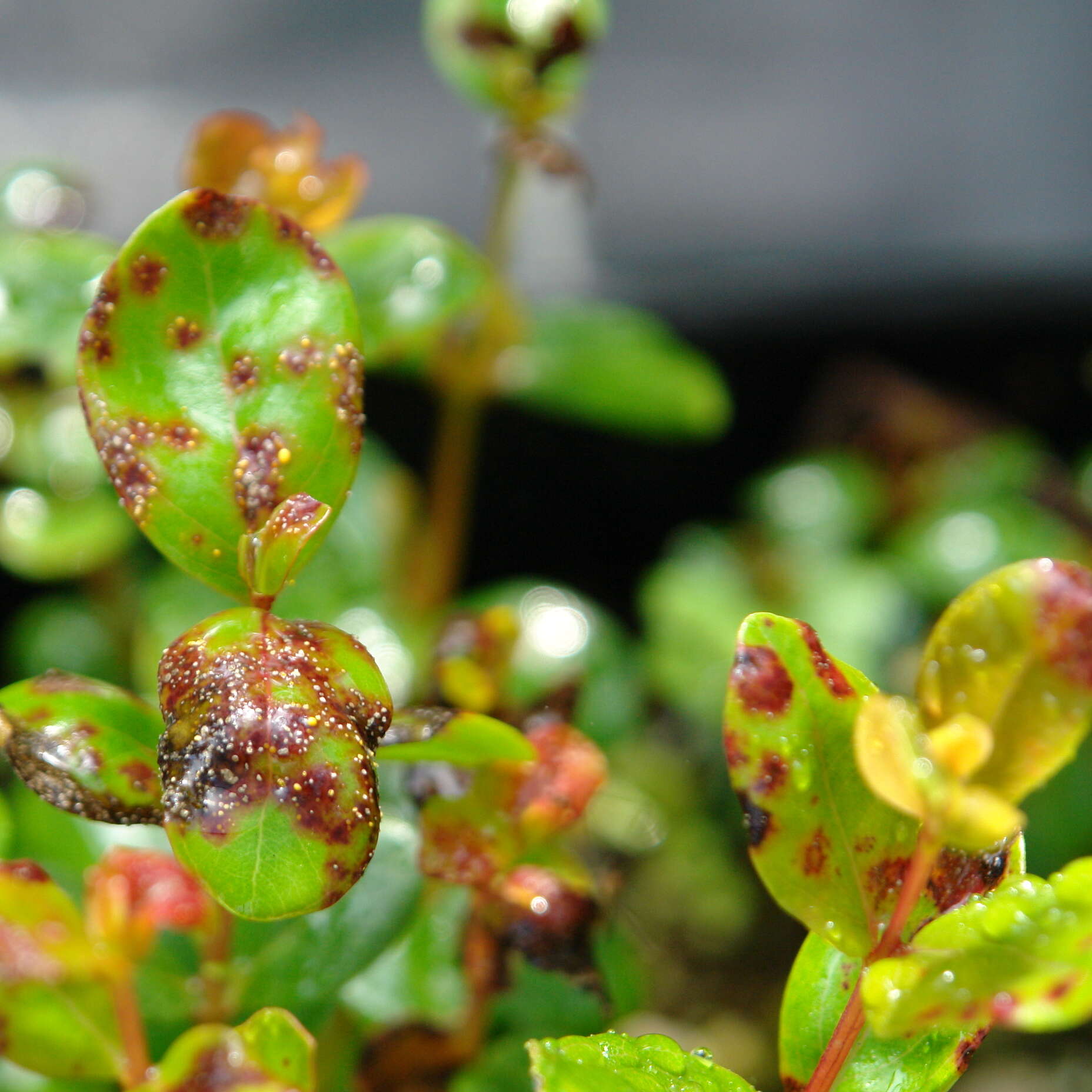 Image de Austropuccinia psidii (G. Winter) Beenken 2017