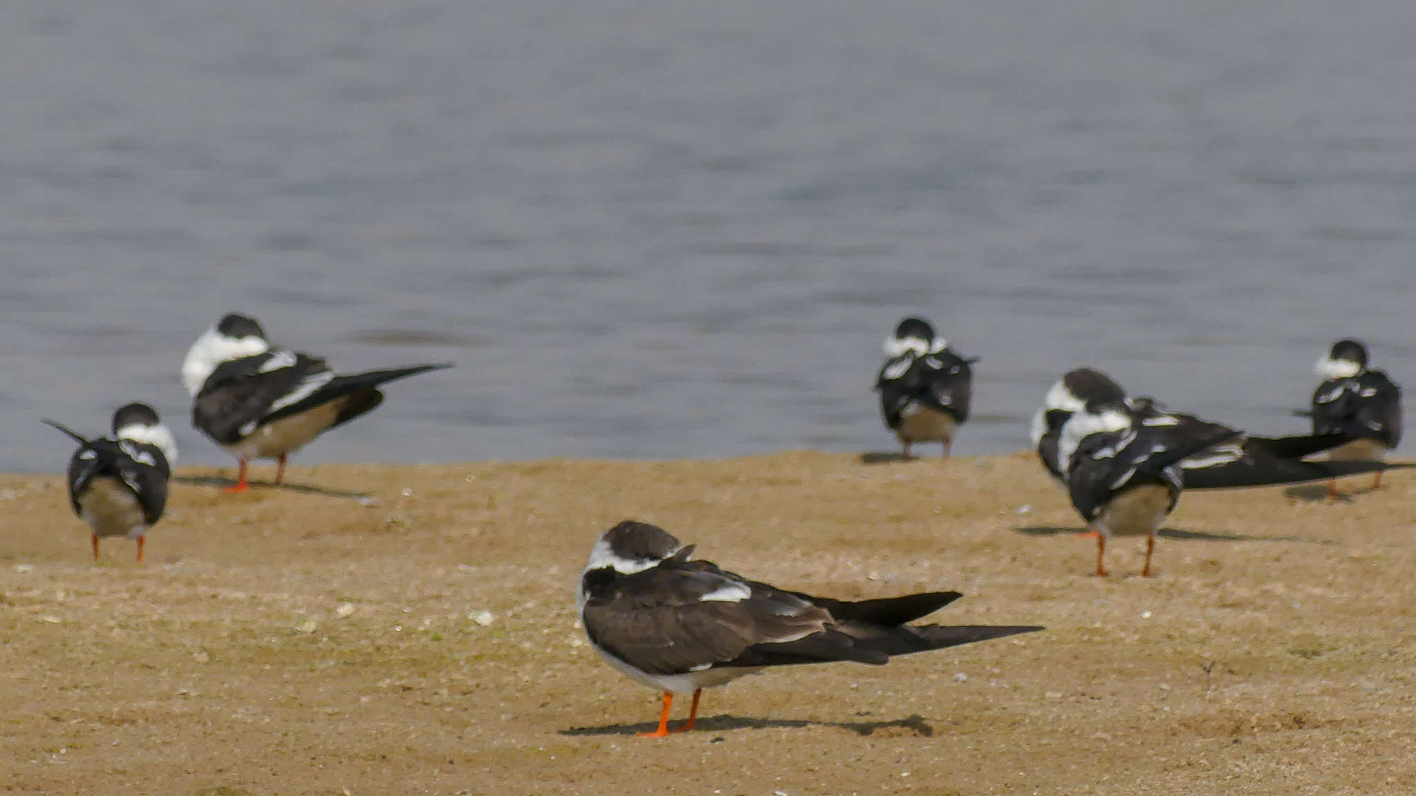 Image of Indian Skimmer