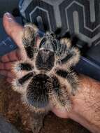 Image of Curlyhair tarantula