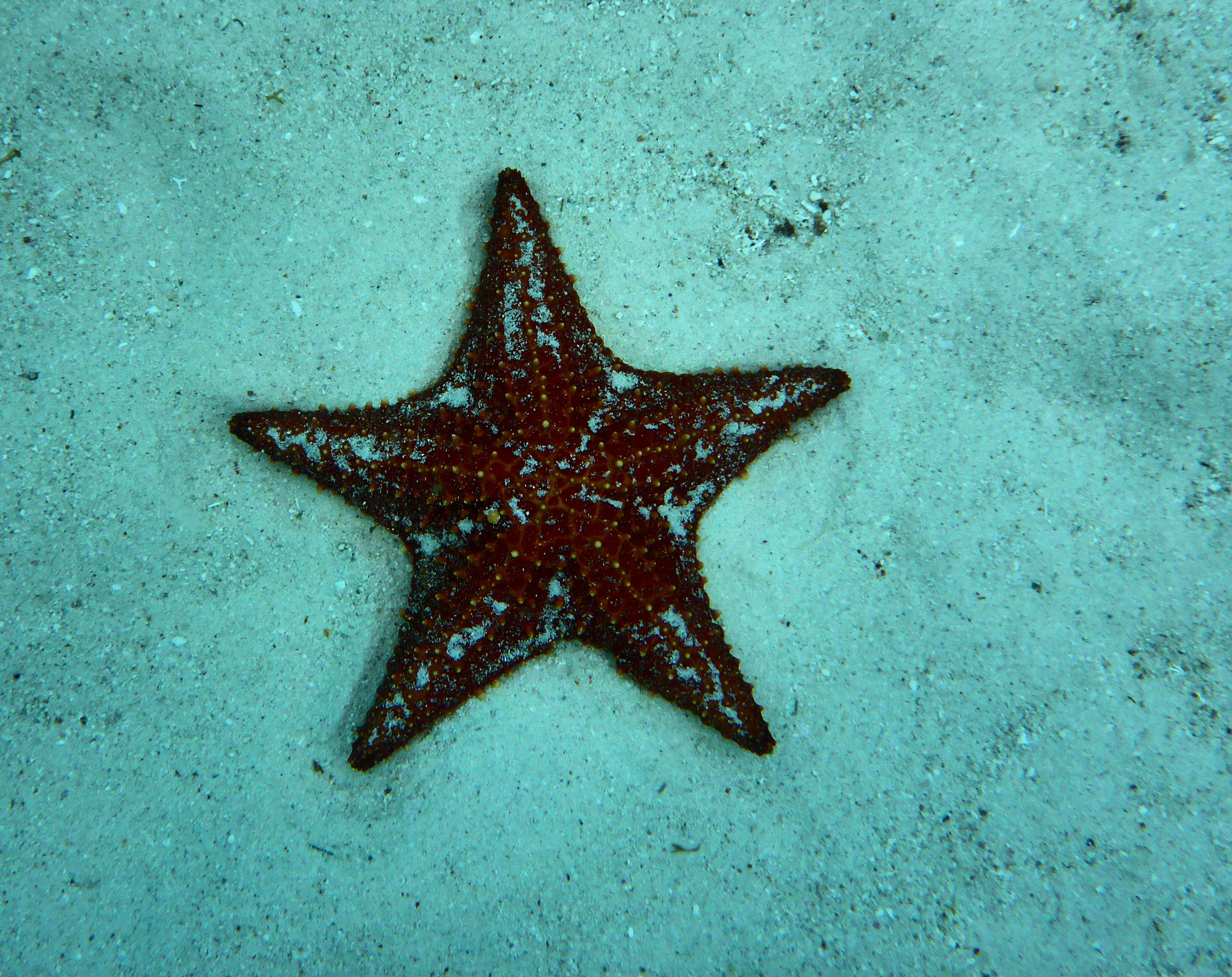 Image of Red cushion sea star