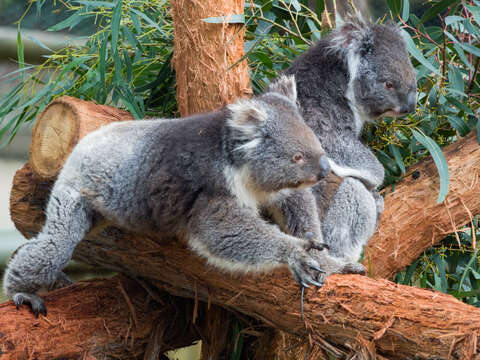 Image of koalas