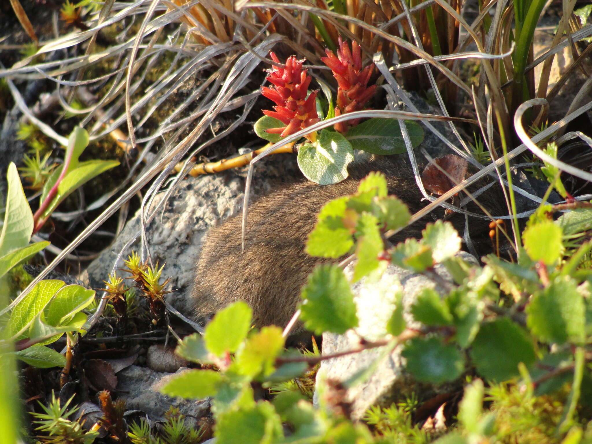 Image of Brown Lemming