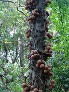 Image of Cannonball Tree