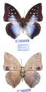 Imagem de Charaxes pythodoris Hewitson 1873