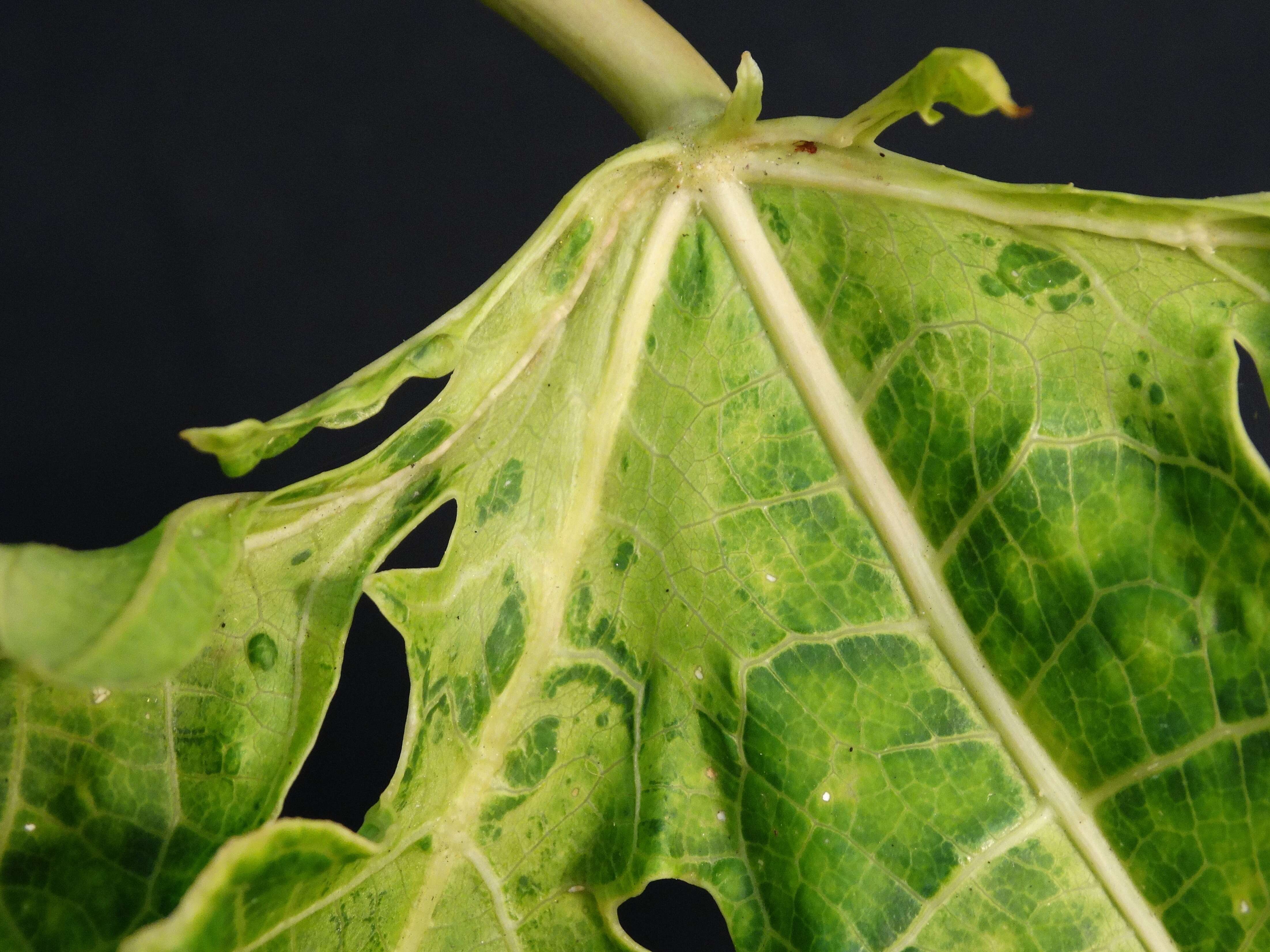 Image of Papaya ringspot virus