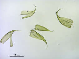 Hypnum jutlandicum Holmen & Warncke ex Damsholt, Holmen & Warncke 1969的圖片