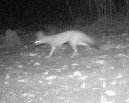 Image of African Sand Fox