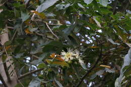 Duabanga grandiflora (Roxb. ex DC.) Walp. resmi