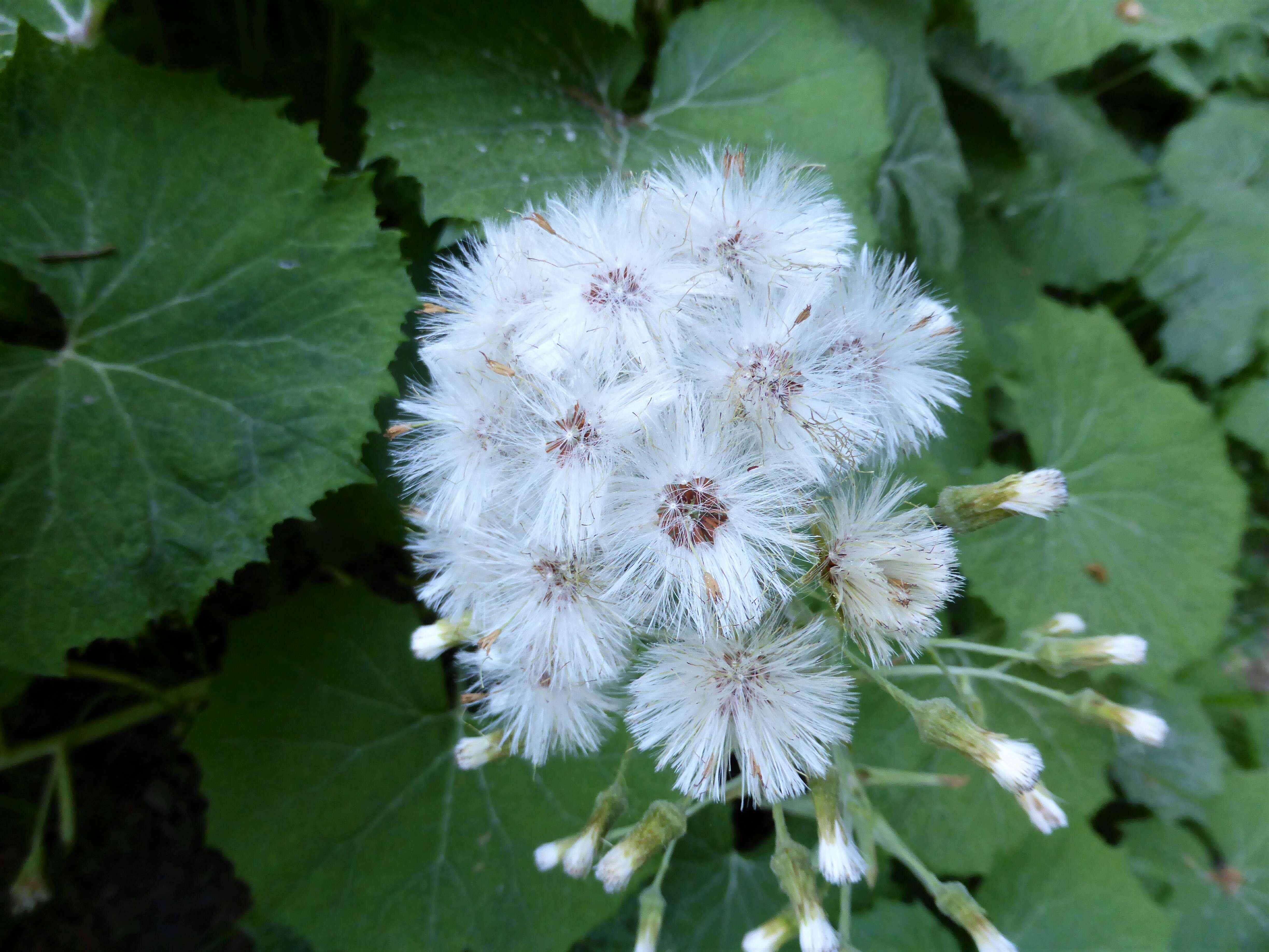 Image of butterbur