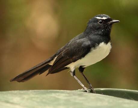 Image of Willie Wagtail