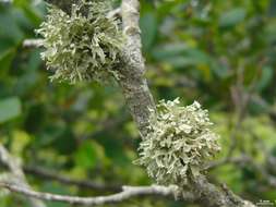 Image of American cartilage lichen