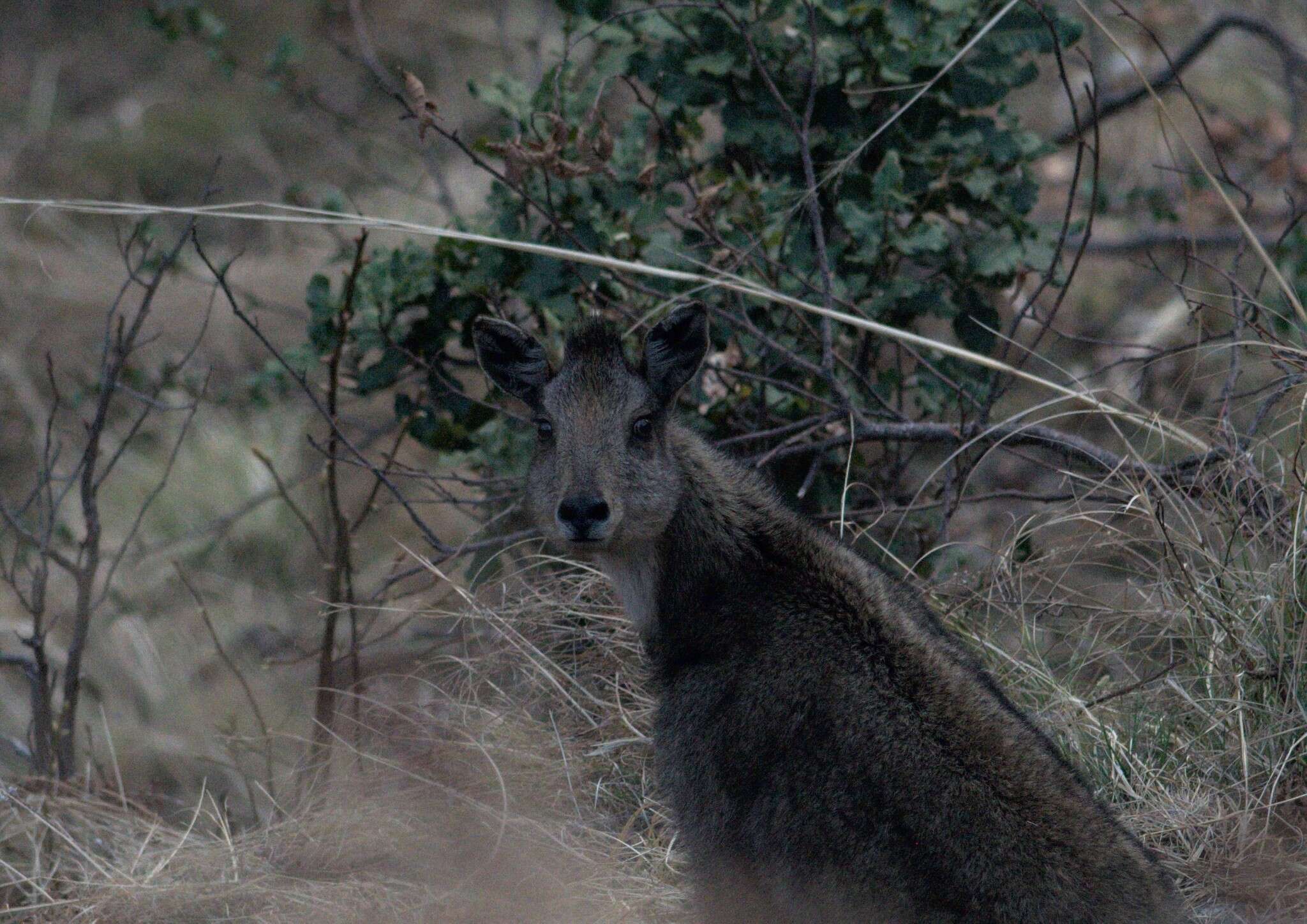 Image of Himalayan Goral