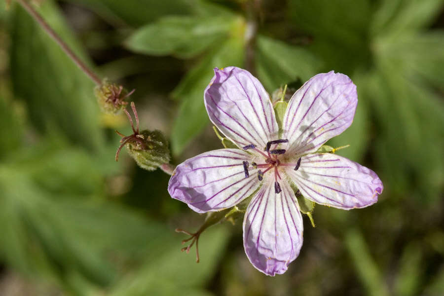 Image of Richardson's geranium