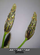 Image of Scirpus radicans Schkuhr