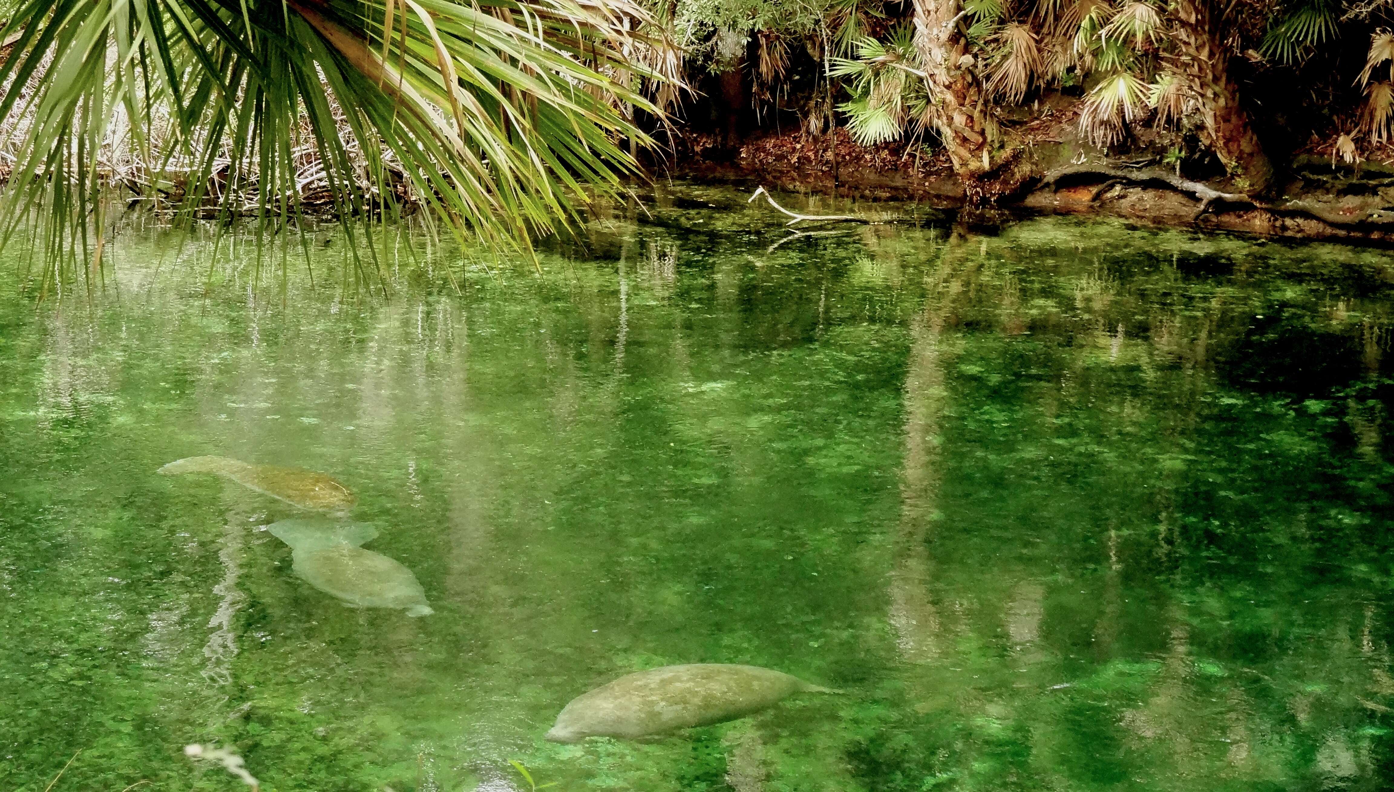 Image of manatees