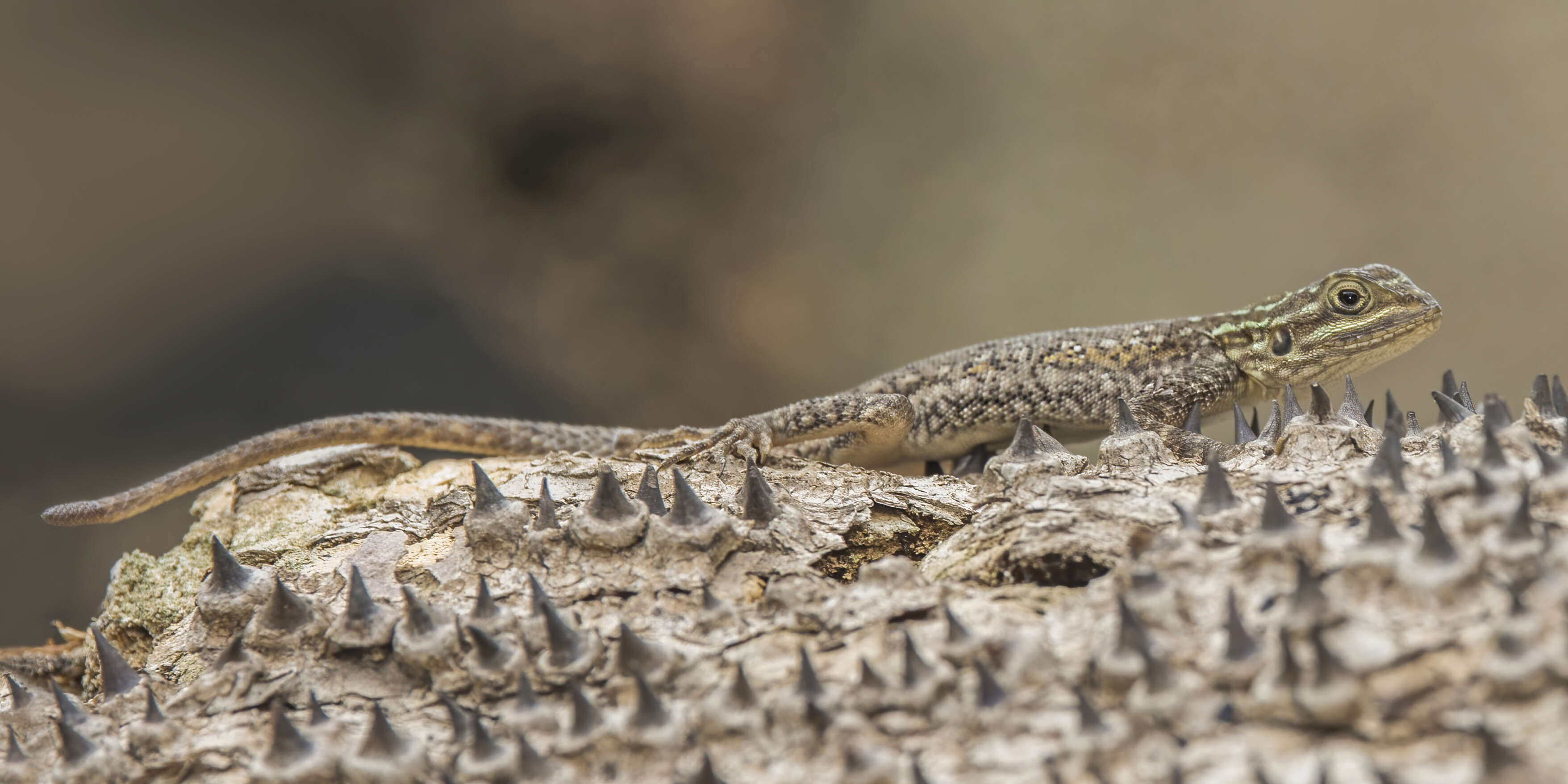 Image of Common agama