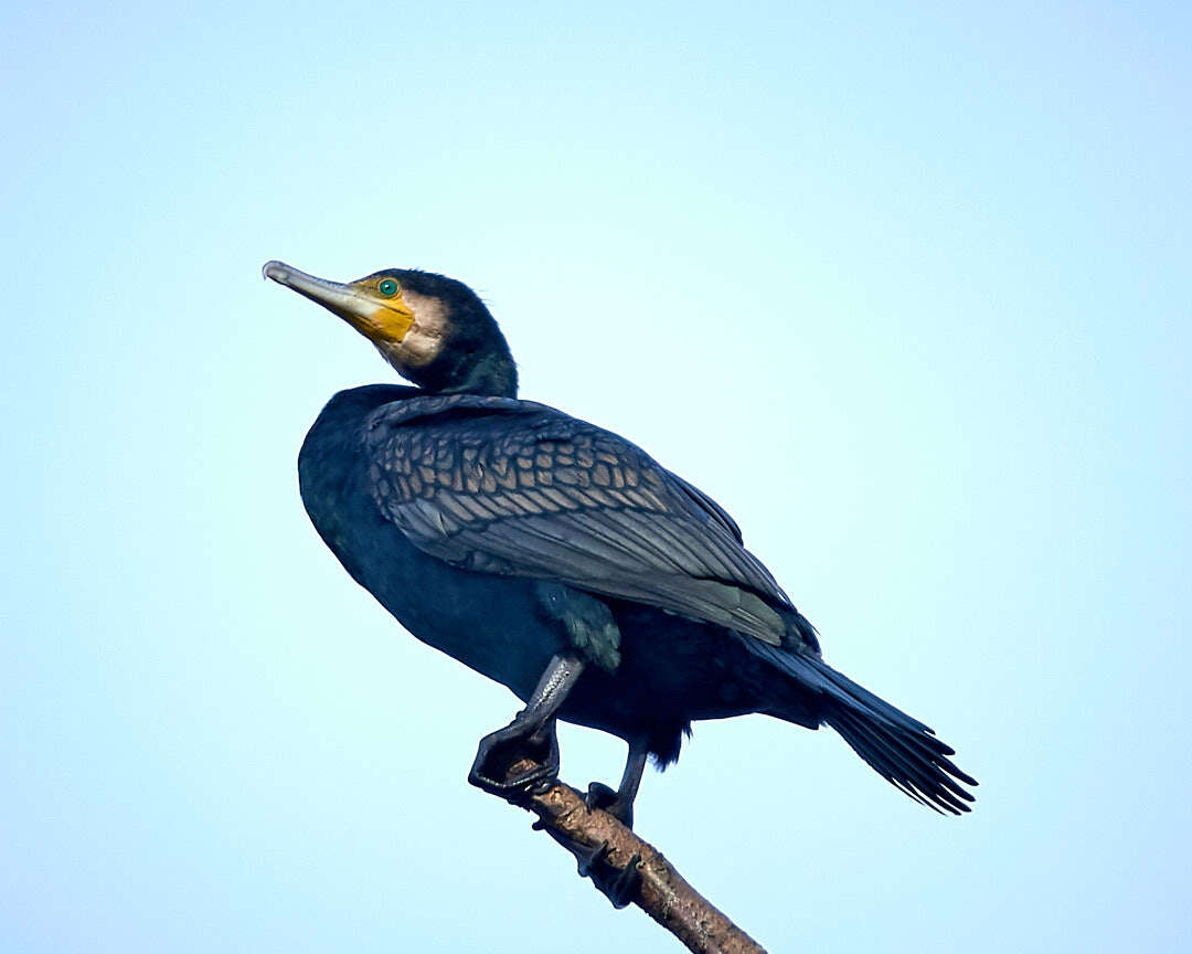 Image of Black Shag