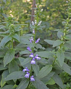 Image of <i>Lobelia <i>siphilitica</i></i> siphilitica