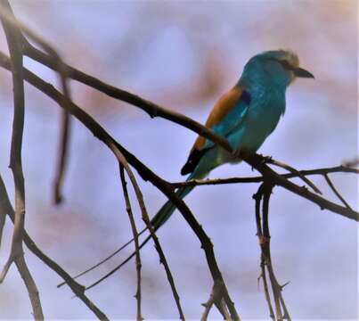 Image of Abyssinian Roller