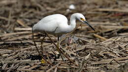 Image of Snowy Egret