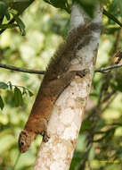 Image of Hoary-bellied Squirrel