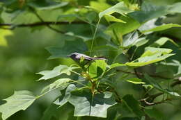 Image of gnatcatchers