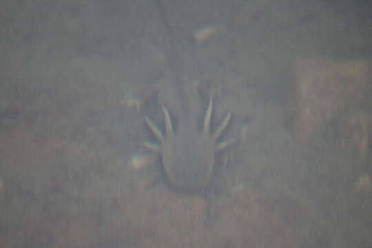 Image of Barred Tiger Salamander