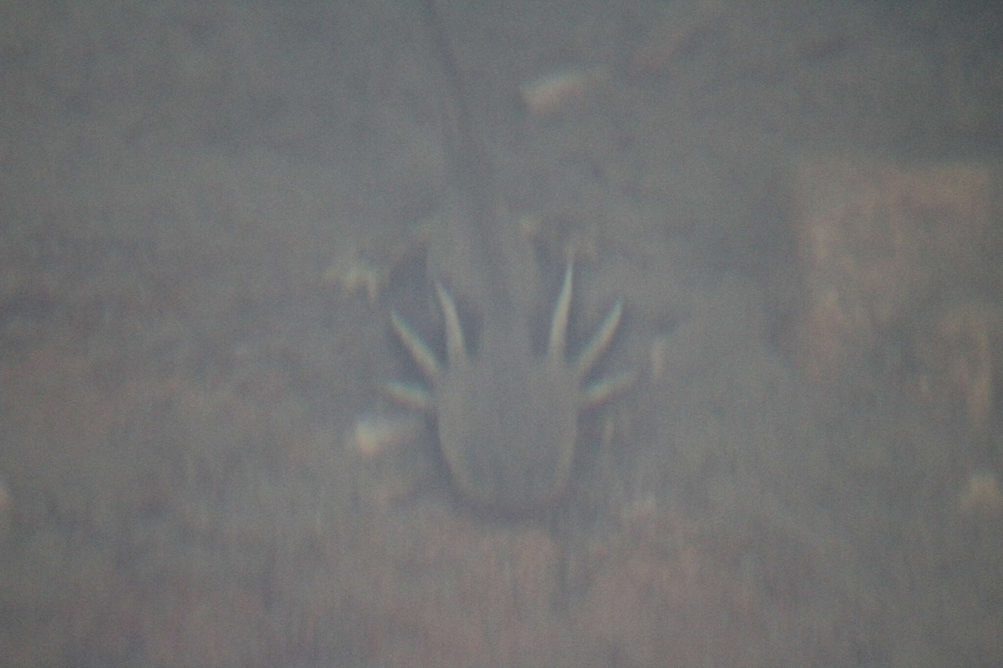 Image of Barred Tiger Salamander