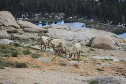 Image of Sierra Nevada bighorn sheep