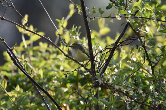 Слика од Vireo griseus (Boddaert 1783)