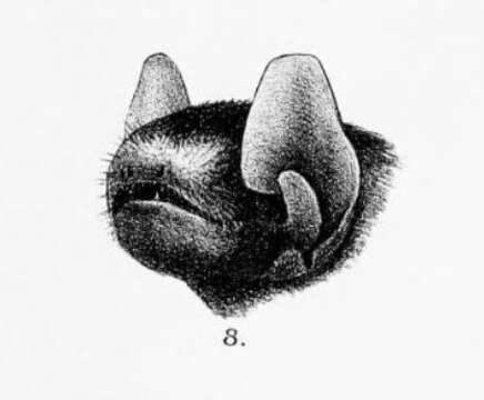 Image of Glischropus Dobson 1875