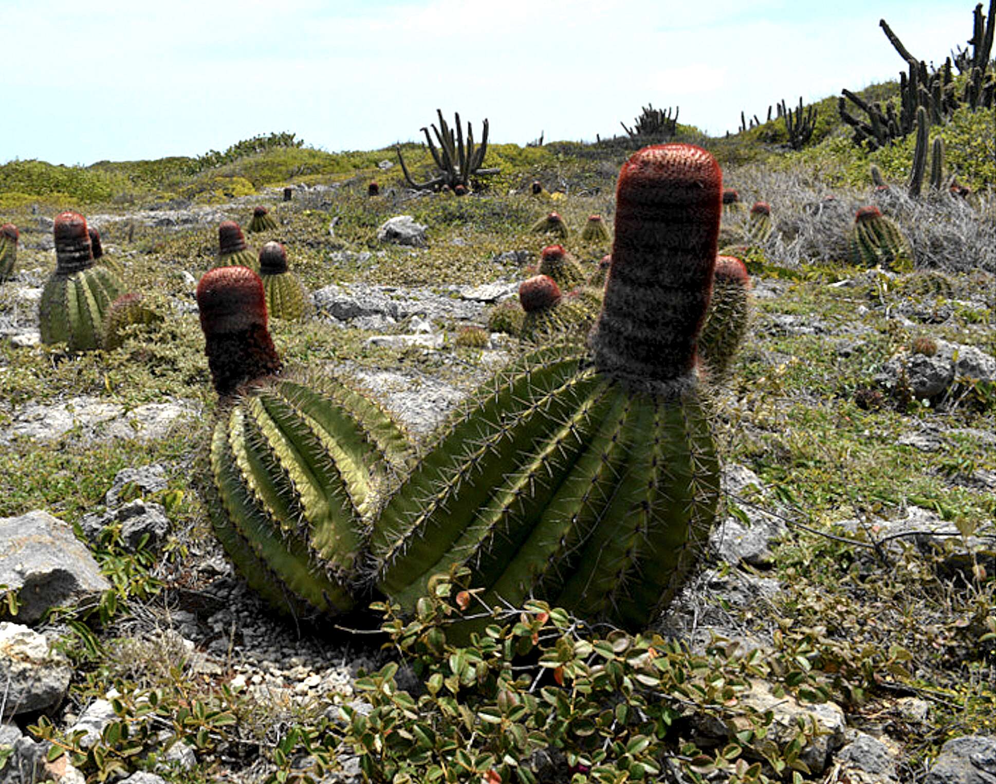 Image of Barrel Cactus