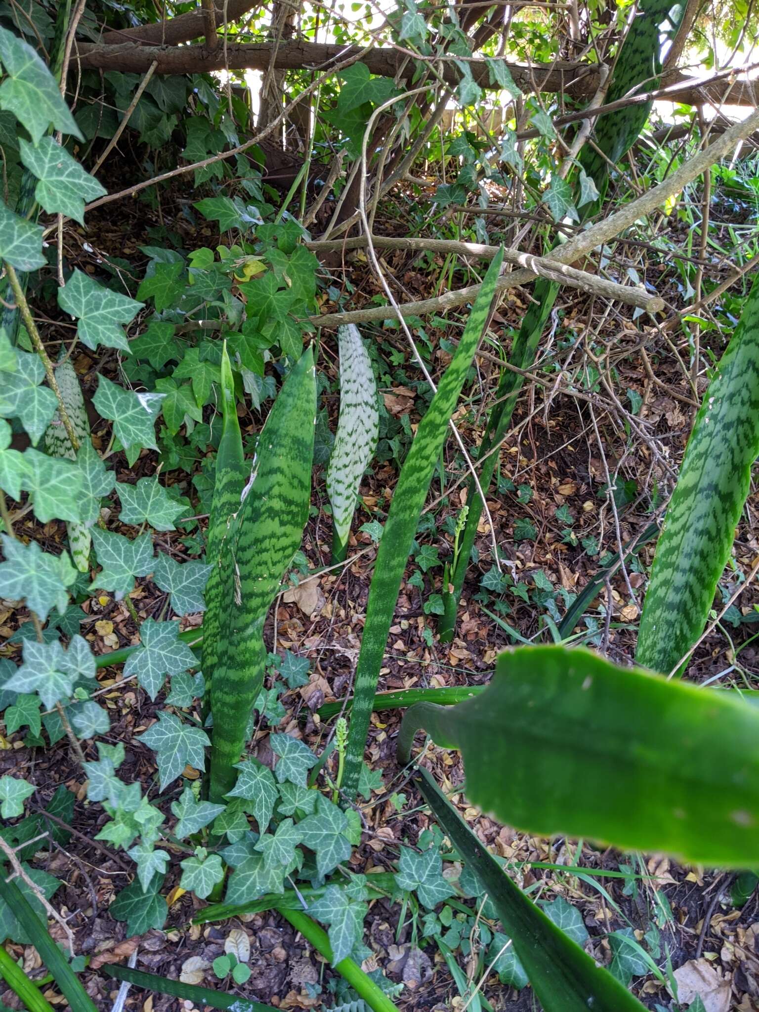 Image of viper's bowstring hemp