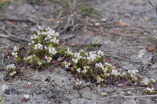 Image of early scurvygrass